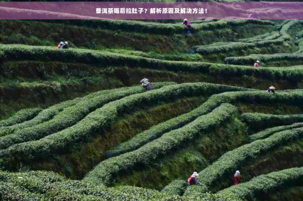 普洱茶喝后拉肚子？解析原因及解決方法！