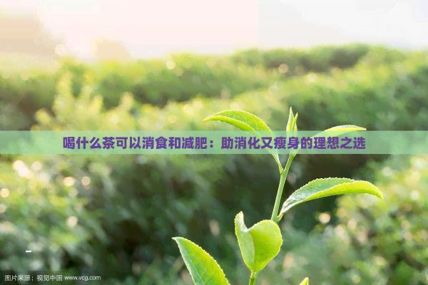 喝什么茶可以消食和減肥：助消化又瘦身的理想之選