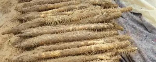 山藥的種植效益，每畝收益可達(dá)18000元左右