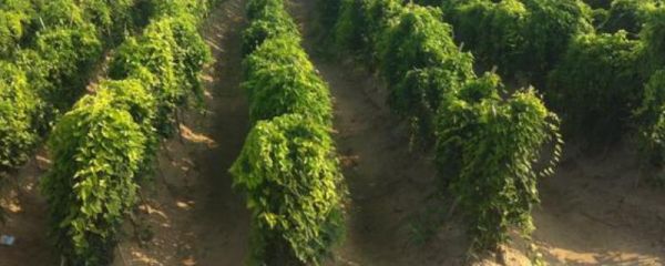 山藥的種植方法，生長(zhǎng)期需要追肥2-3次