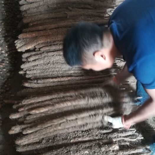 大量出售麻山藥，貨源充足，規(guī)格齊全，長年有貨。