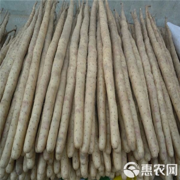 麻山药 基地直供，价格合理，质量好，上货快