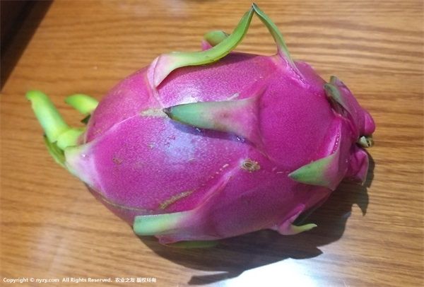 火龍果的減肥食譜