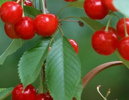 夏季吃櫻桃的好處