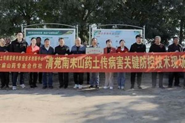 麻山藥高效栽培與綠色防控：掌握關鍵管理技術，守護健康豐收