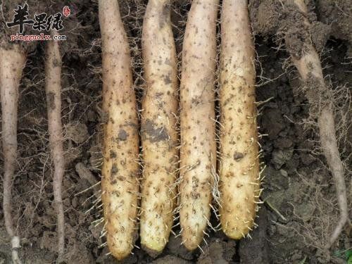 哪些食物可以和麻山藥搭配食用