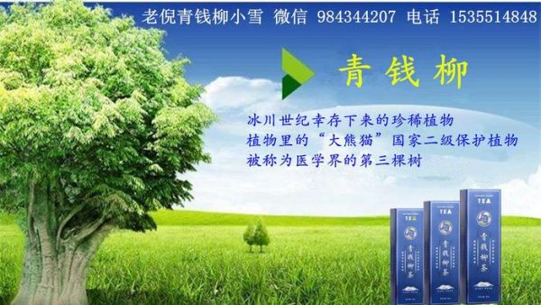 老倪青錢柳茶流傳幾千年的中醫(yī)茶療養(yǎng)生法