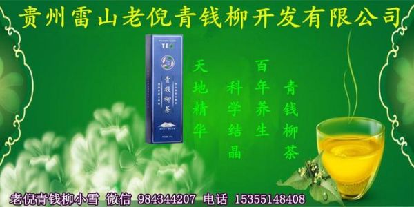 老倪青錢柳茶流傳幾千年的中醫(yī)茶療養(yǎng)生法