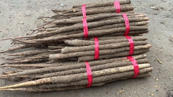 麻山藥一手貨源河北小白嘴山藥網(wǎng)袋精品裝對(duì)接批發(fā)商社區(qū)團(tuán)購(gòu)