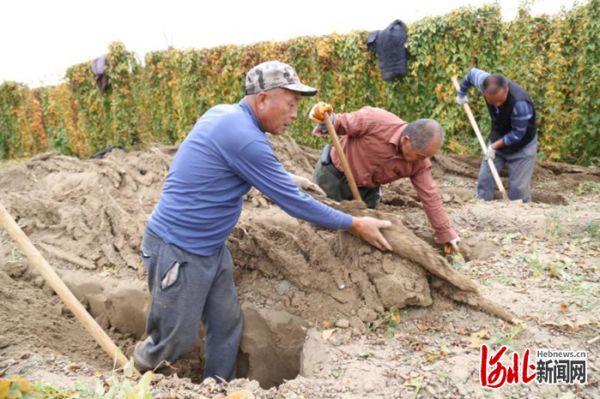 农户正在采收麻山药。 张淑梅摄