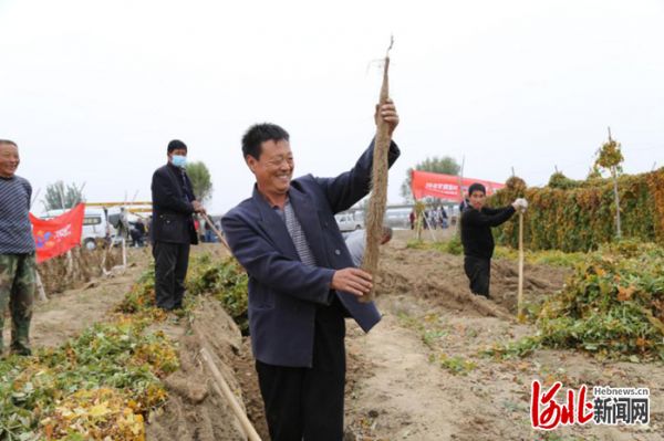 农户展示麻山药。 张淑梅摄