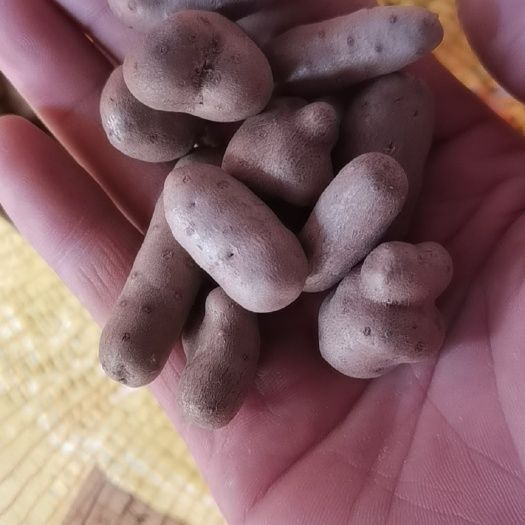 麻山药