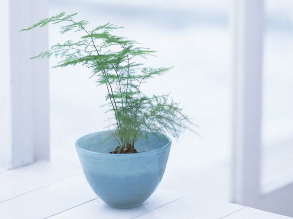 黑木耳常吃有害健康！
