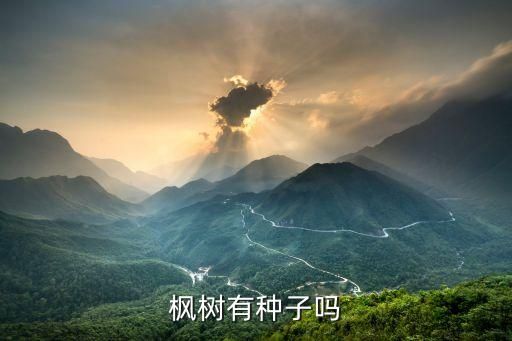 枫树有种子吗