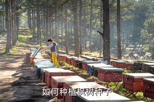 如何种植枫树种子