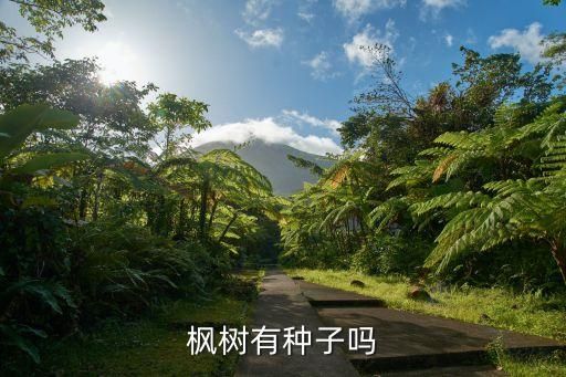 枫树有种子吗