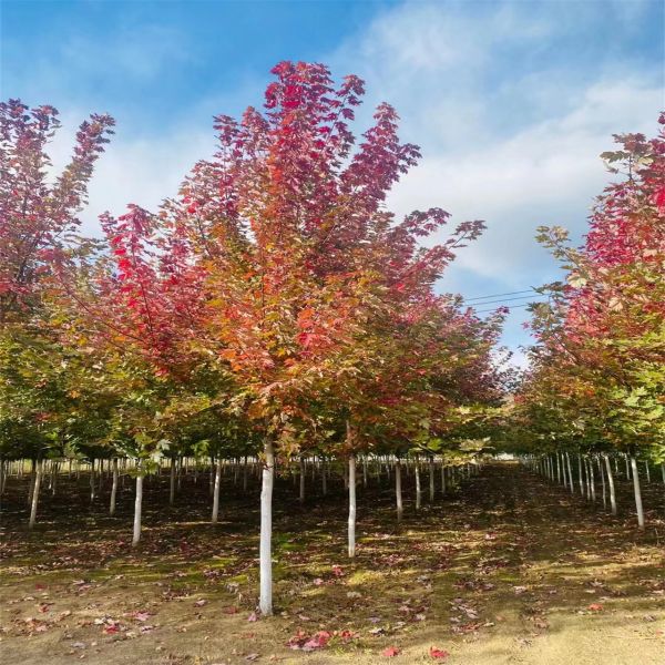 美國紅楓城市綠化風(fēng)景樹叢生美國紅楓馴化耐寒耐旱樹形優(yōu)美易成活