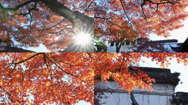 【合集】园林红枫 唯美秋日逆光枫叶意境