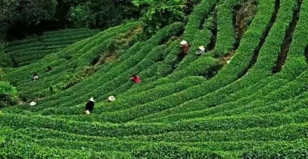 健康白酒成為消費(fèi)趨勢(shì) 受追捧的大梁茗酒“新”在何處？