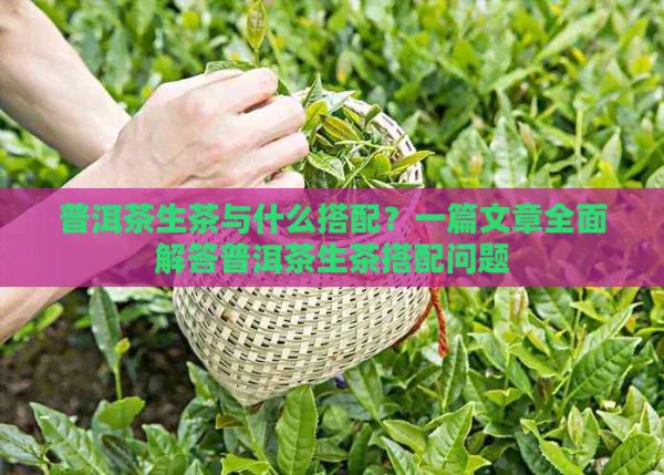 普洱茶生茶與什么搭配？一篇文章全面解答普洱茶生茶搭配問題