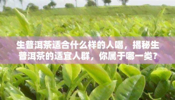 生普洱茶适合什么样的人喝，揭秘生普洱茶的适宜人群，你属于哪一类？