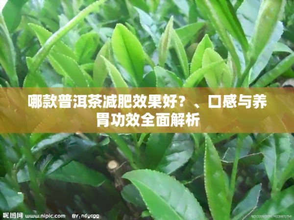 哪款普洱茶減肥效果好？、口感與養(yǎng)胃功效全面解析