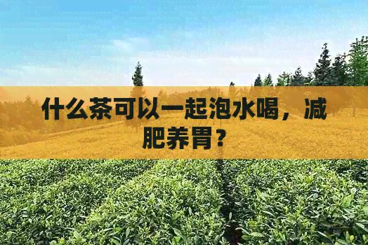 什么茶可以一起泡水喝，減肥養(yǎng)胃？