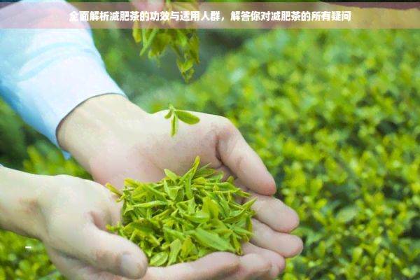 全面解析減肥茶的功效與適用人群，解答你對(duì)減肥茶的所有疑問(wèn)