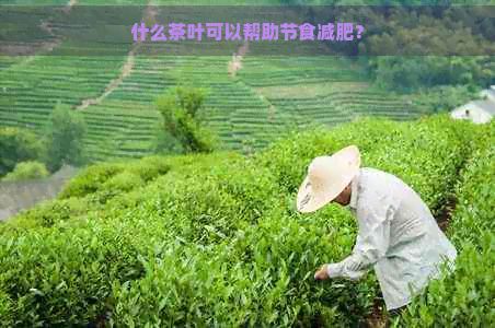 什么茶葉可以幫助節(jié)食減肥？