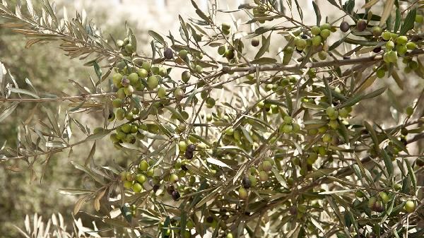 橄榄油的最佳食用方法