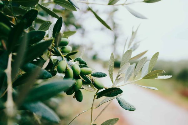 olivas para hacer aceite de orujo