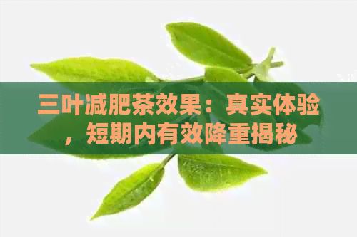三葉減肥茶效果：真實體驗，短期內(nèi)有效降重揭秘