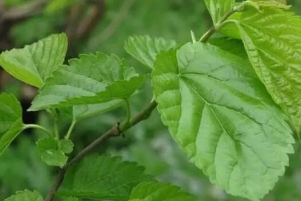 桑葉泡水喝的6種功效，長期喝桑葉茶能降血壓血糖
