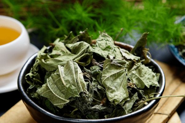 桑葉泡水喝的6種功效，長期喝桑葉茶能降血壓血糖