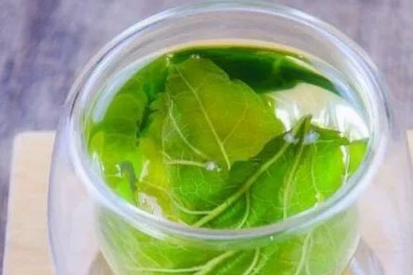 桑葉泡水喝的6種功效，長期喝桑葉茶能降血壓血糖