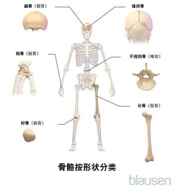 骨骼按形状分类