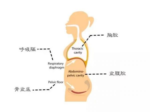 90%的人都搞錯(cuò)！核心訓(xùn)練就是一直收緊腹部？