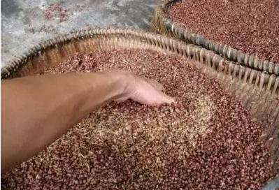 純糧釀酒技術(shù)：高梁固態(tài)釀酒工藝步驟
