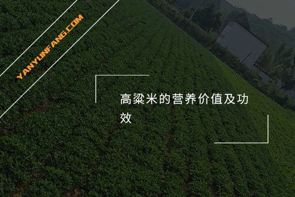高粱米的營養(yǎng)價(jià)值及功效