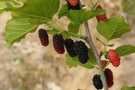 中醫(yī)妙方：阿膠+蜂蜜+桑椹=？