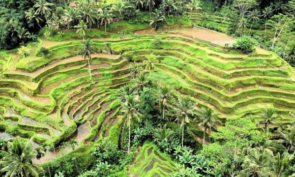 Tegallalang Rice Terrace Bali | Ubud Tegalalang Rice Paddy View