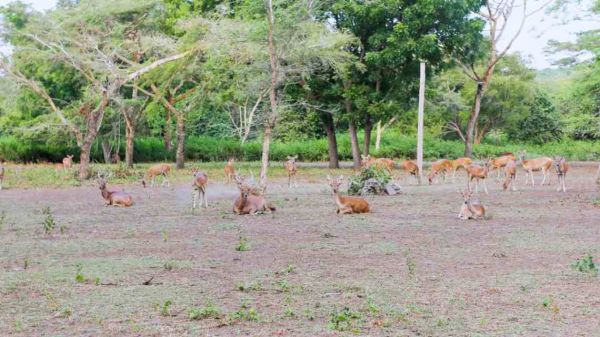 West Bali National Park Guide & Entrance Fee - IdeTrips