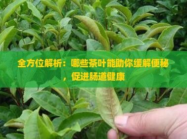 全方位解析：哪些茶葉能助你緩解便秘，促進腸道健康