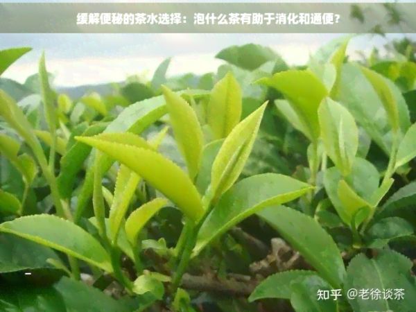 緩解便秘的茶水選擇：泡什么茶有助于消化和通便？