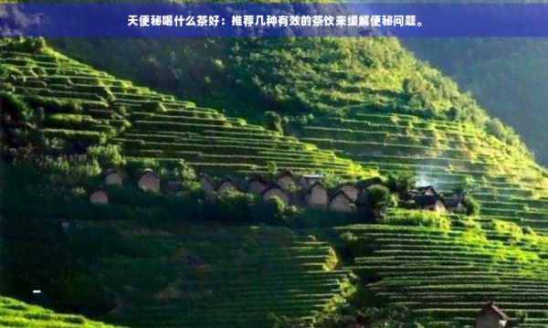 天便秘喝什么茶好：推荐几种有效的茶饮来缓解便秘问题。