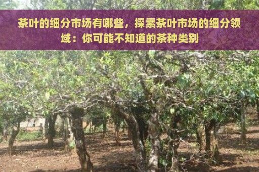 茶叶的细分市场有哪些，探索茶叶市场的细分领域：你可能不知道的茶种类别