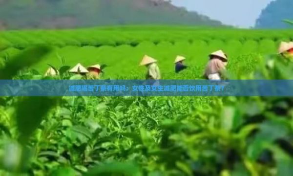 減肥喝苦丁茶有用嗎：女性及女生減肥能否飲用苦丁茶？
