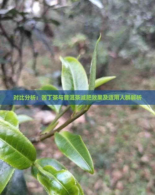 對比分析：苦丁茶與普洱茶減肥效果及適用人群解析