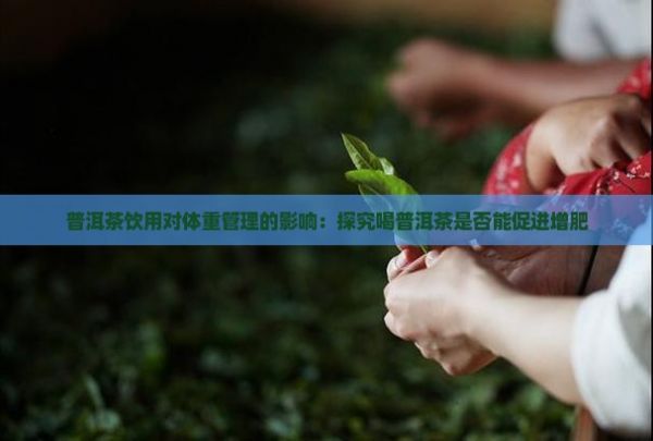 普洱茶飲用對體重管理的影響：探究喝普洱茶是否能促進增肥