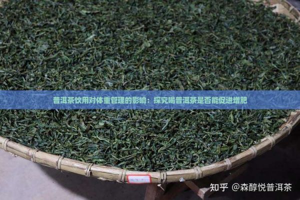 普洱茶飲用對體重管理的影響：探究喝普洱茶是否能促進增肥